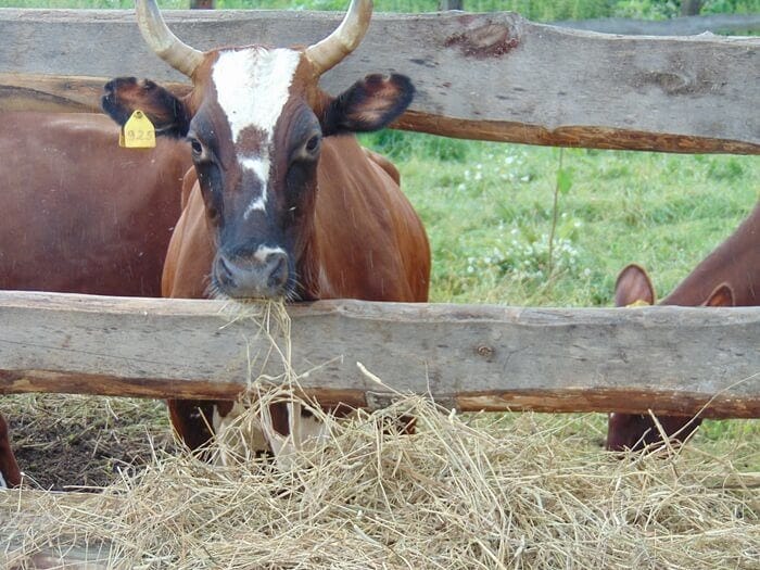 Эрлан Темир уулу вёл работу по возрождению Алатауской породы коровы для сохранения местного агробиоразнообразия  и популяризация ее среди фермеров Тонского района.