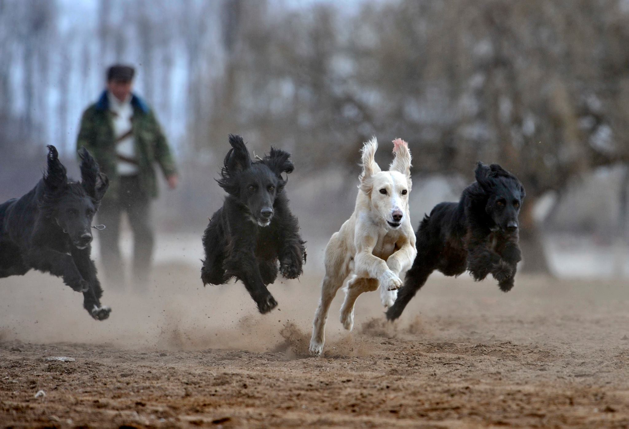 Кыргызский Тайган это уникальная собака древнего происхождения, которая всегда была помощником и другом в быту кыргызского народа.